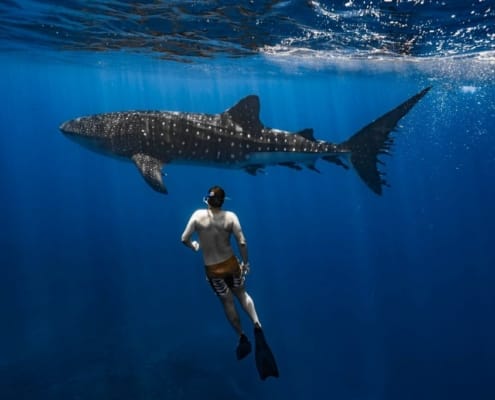 Diver & whaleshark, Des Jacobs Photography