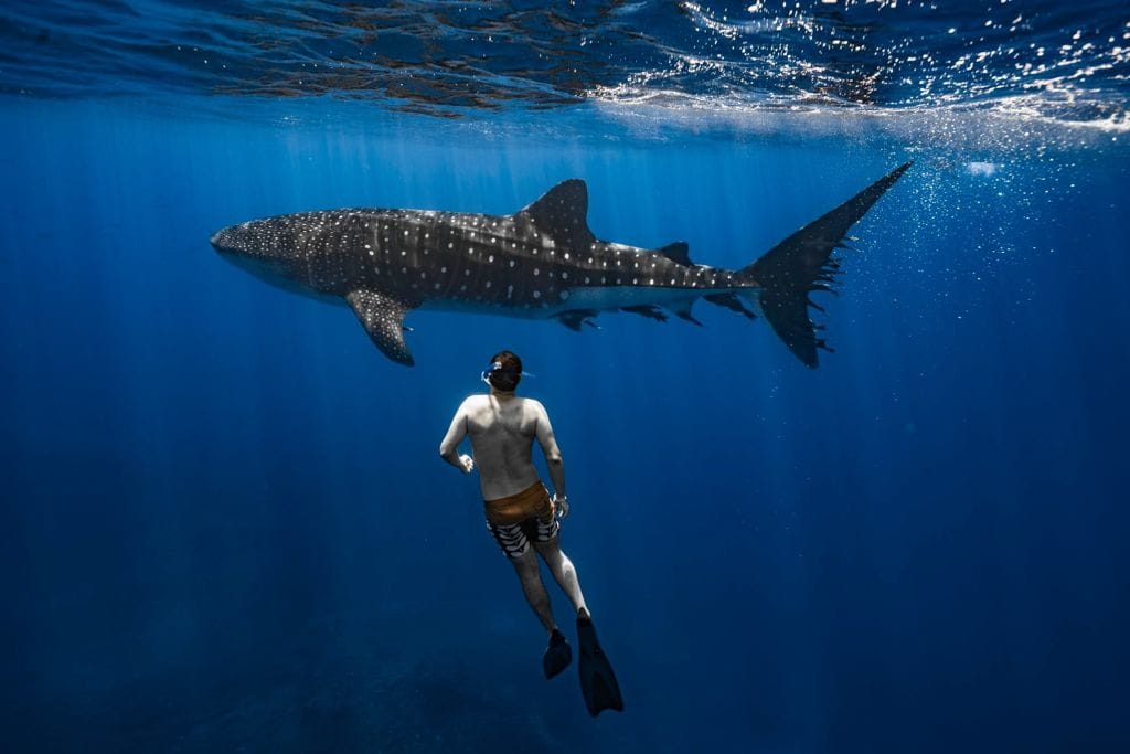 Diver & whaleshark, Des Jacobs Photography