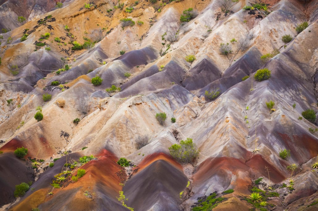 Mantis St Helena - St Helena Scenery - Des Jacobs Photography (3)