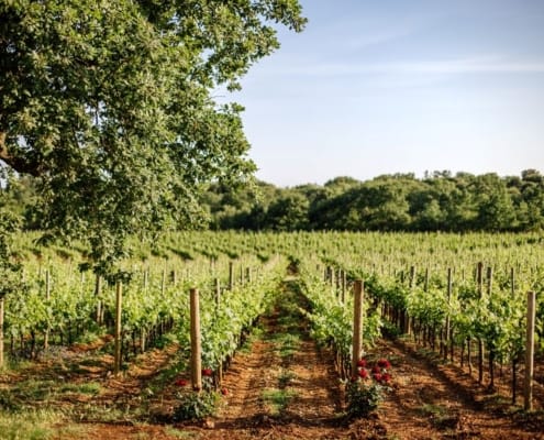 Meneghetti_Landscape