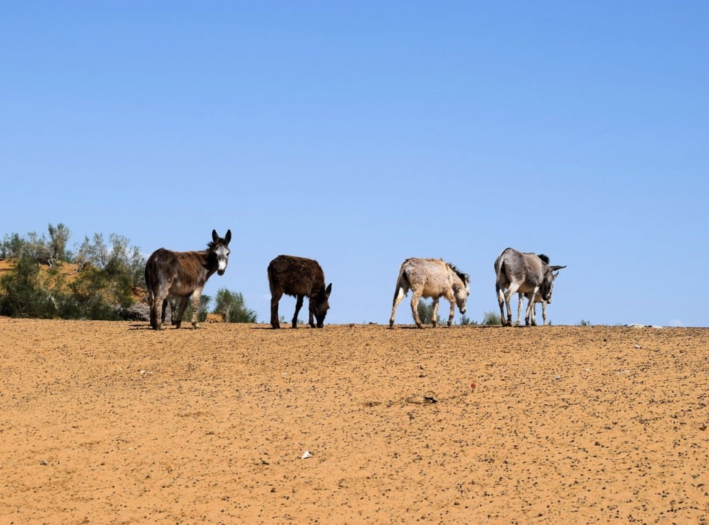 animals-7610213_1280