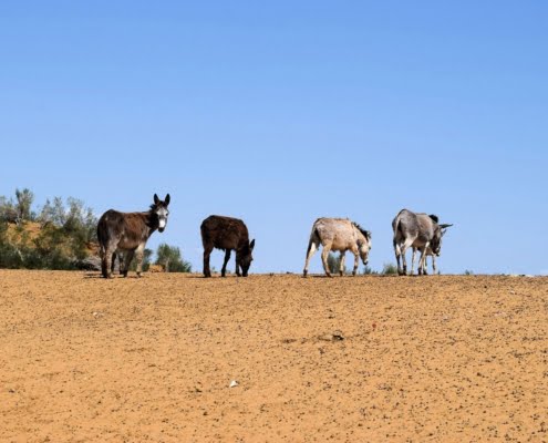 animals-7610213_1280