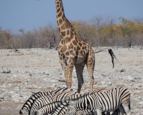 anja_schindler-giraffe-3547277