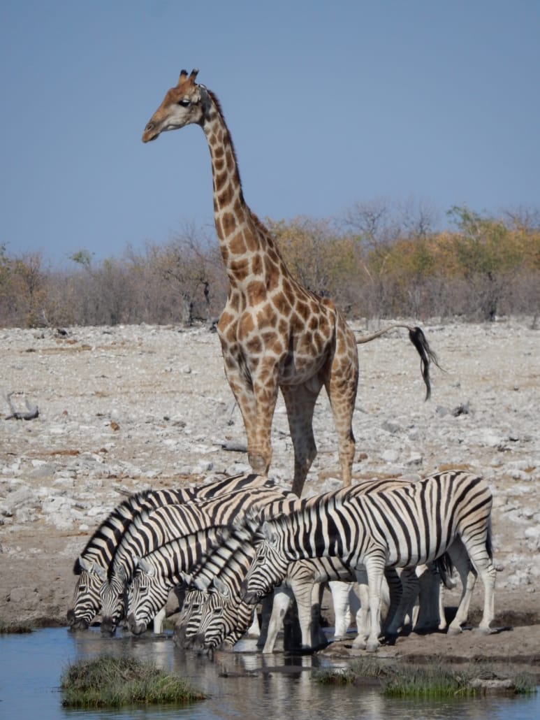anja_schindler-giraffe-3547277