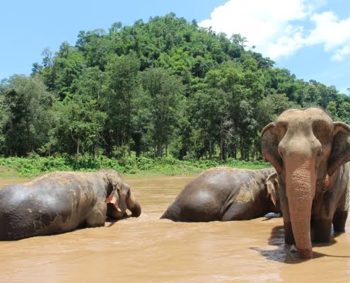 elephants-2647010_1280