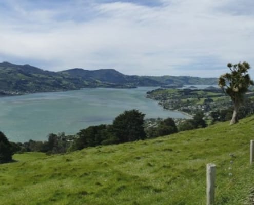 ferntouristik-unterwegs_Neuseeland_Dunedin_Otago-Halbinsel_Landschaft