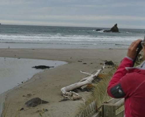 ferntouristik-unterwegs_Neuseeland_Dunedin_Otago-Halbinsel_Pinguinbeobachtung