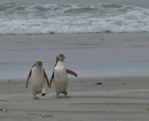 ferntouristik-unterwegs_Neuseeland_Dunedin_Otago-Halbinsel_Pinguinpaar