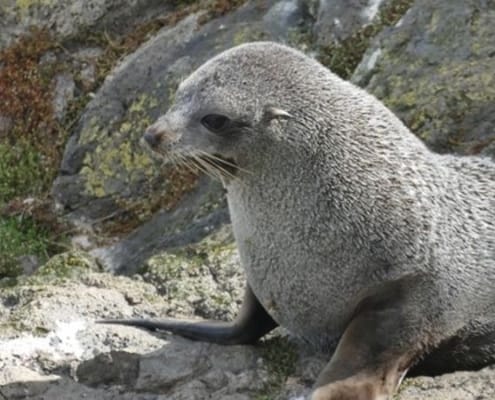 ferntouristik-unterwegs_Neuseeland_Dunedin_Otago-Halbinsel_Robbe