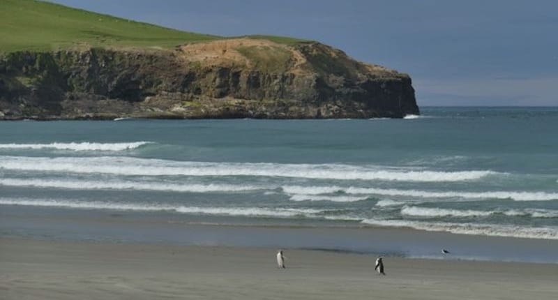 ferntouristik-unterwegs_Neuseeland_Dunedin_Pinguine-am-Strand