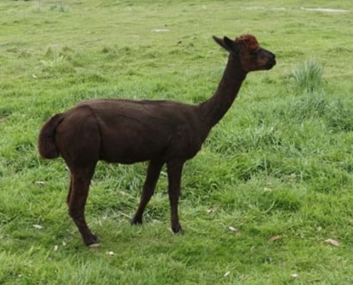 ferntouristik-unterwegs_Neuseeland_Timaru_Alpaka