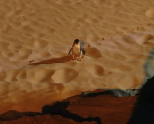 ferntouristik-unterwegs_Neuseeland_Timaru_Gelbaugen-Pinguin