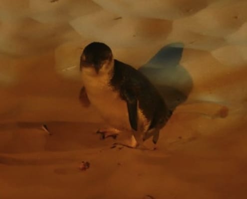 ferntouristik-unterwegs_Neuseeland_Timaru_Gelbaugen-Pinguin2