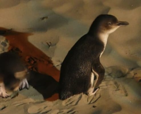 ferntouristik-unterwegs_Neuseeland_Timaru_Gelbaugen-Pinguin3