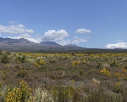 ferntouristik-unterwegs_Neuseeland_Tongariro-Nationalpark