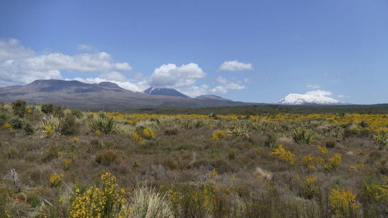 ferntouristik-unterwegs_Neuseeland_Tongariro-Nationalpark