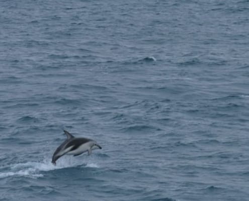 ferntouristik-unterwegs_Neuseeland_Walbeobachtung-Delfin