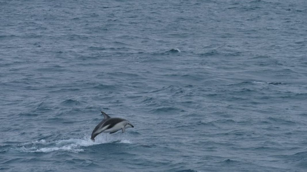 ferntouristik-unterwegs_Neuseeland_Walbeobachtung-Delfin