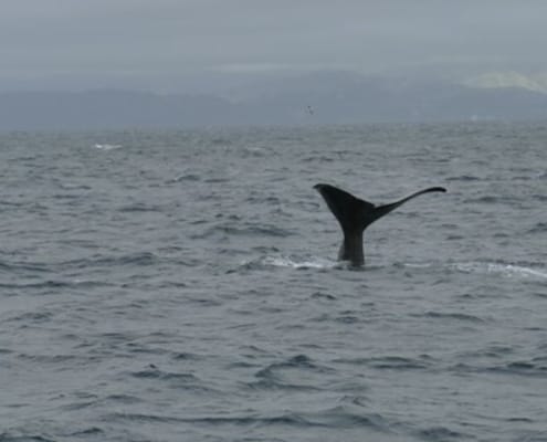 ferntouristik-unterwegs_Neuseeland_Walbeobachtung-Wal2