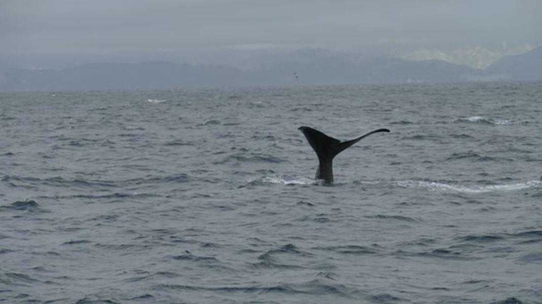 ferntouristik-unterwegs_Neuseeland_Walbeobachtung-Wal2