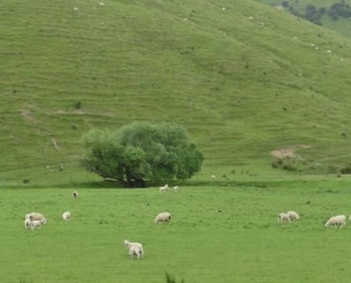 ferntouristik-unterwegs_Neuseeland_Wanaka_Schafe