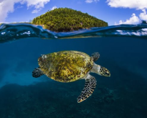 ferntouristik_Fregate Island Private_Marine Life_6_©Joe Daniels