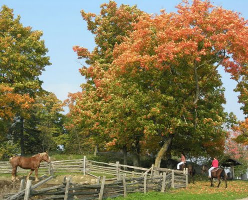 ferntouristik_Le Baluchon Éco-Villégiature_Pferde auf der Koppel im Herbst ferntouristik_Le-Baluchon-Éco-Villégiature_Pferde-auf-der-Koppel-im-Herbst