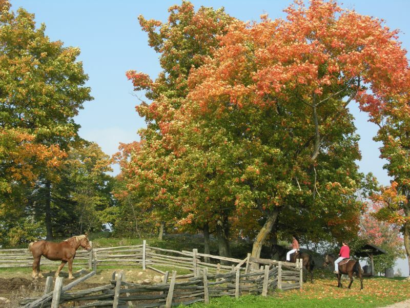 ferntouristik_Le Baluchon Éco-Villégiature_Pferde auf der Koppel im Herbst ferntouristik_Le-Baluchon-Éco-Villégiature_Pferde-auf-der-Koppel-im-Herbst