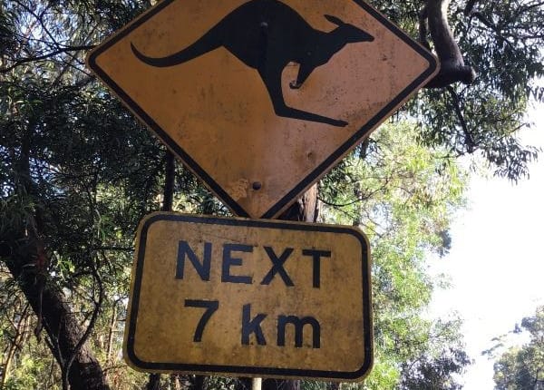 ferntouristik_unterwegs_Australien_Kanguru-600x675