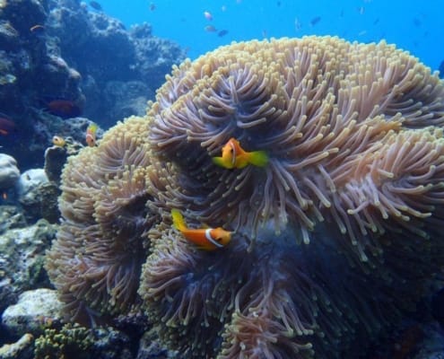 ferntouristik_unterwegs_Malediven_Unterwasserwelt