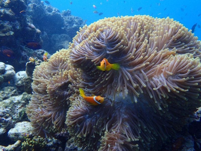 ferntouristik_unterwegs_Malediven_Unterwasserwelt