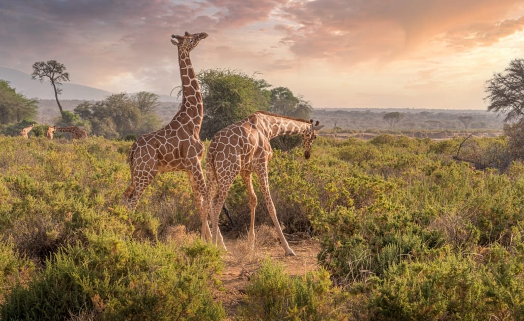 gildaix-giraffes-7238815