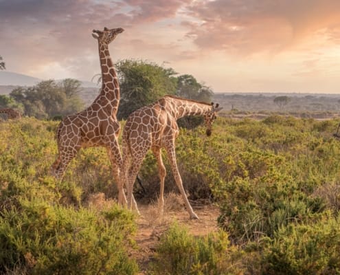 gildaix-giraffes-7238815