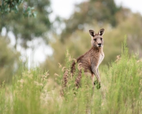 kangaroo-6788674_1280