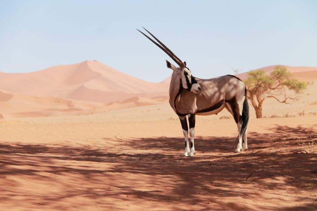 onefox-namibia-4499663