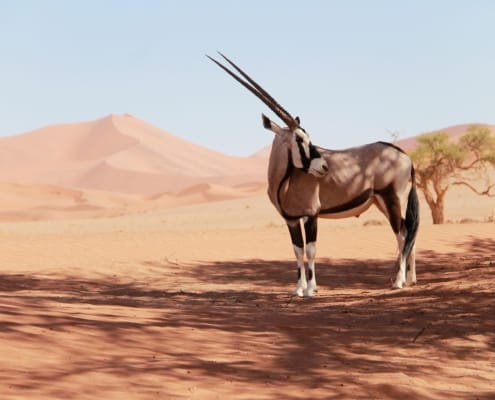 onefox-namibia-4499663