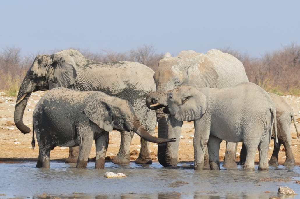 ugvertrieb-elephants-2480840