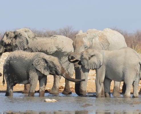 ugvertrieb-elephants-2480840